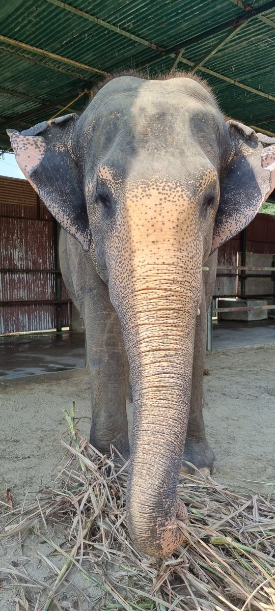 AnnaStSauveur's tweet image. Nice to see the wonderful work by @WildlifeSOS to save #elephants 🐘 from terrible conditions and offer them a peaceful life 👏👏🐘. Looks like a happy morning bathtime 😆🛁🚿
 #refusetoride #wildlife #AnimalRights