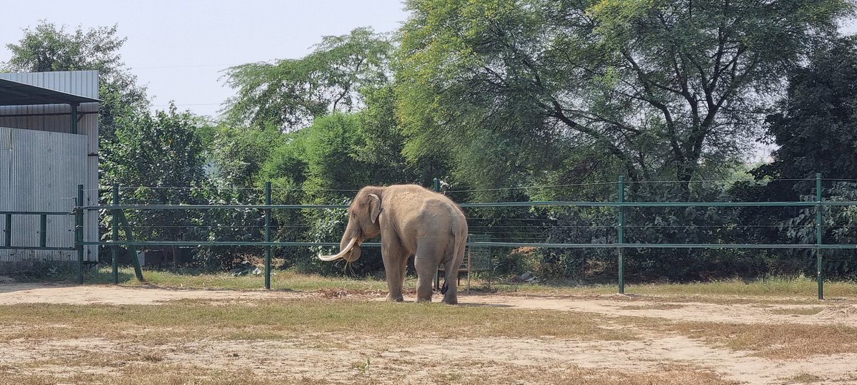 AnnaStSauveur's tweet image. Nice to see the wonderful work by @WildlifeSOS to save #elephants 🐘 from terrible conditions and offer them a peaceful life 👏👏🐘. Looks like a happy morning bathtime 😆🛁🚿
 #refusetoride #wildlife #AnimalRights