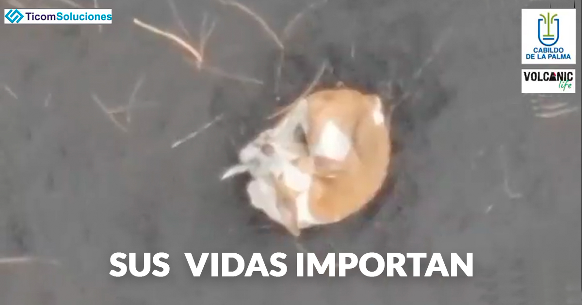 🆘 <a href="/aerocamaras/">Aerocamaras Especialistas en Drones</a> quiere intentar rescatar con un dron a los podencos atrapados en los estanques de El Paso, pero necesita la autorización urgente de <a href="/CabLaPalma/">Cabildo de La Palma</a>.
¡No pueden esperar más! La situación es extrema y sus vidas están en juego, <a href="/PresiCan/">Presidencia GobCan</a>.

🙏 Ayuda a difundir