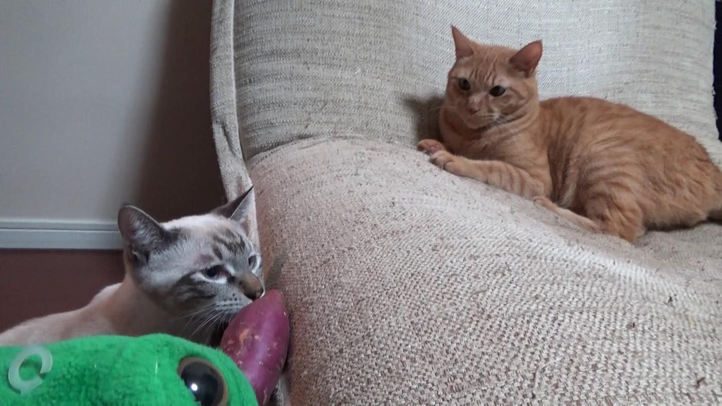 パペットマペット 生まれて初めて見るサツマイモに興味津々の子猫 その様子を見守る先住猫とカエルくん T Co Oddxlrxgzb Twitter