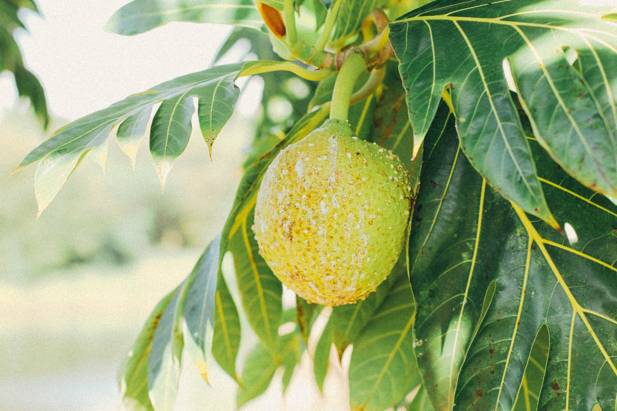NewScientistPod's tweet image. Breadfruit could help us weather the storm of climate change. 

The tropical fruit is tough enough to survive Earth’s warming temperatures and could even replace staple crops like wheat in the future, as @rowhoop and @mjflepage explain.

🎙️ Listen 🎙️ newscientist.com/podcasts/89-cl…