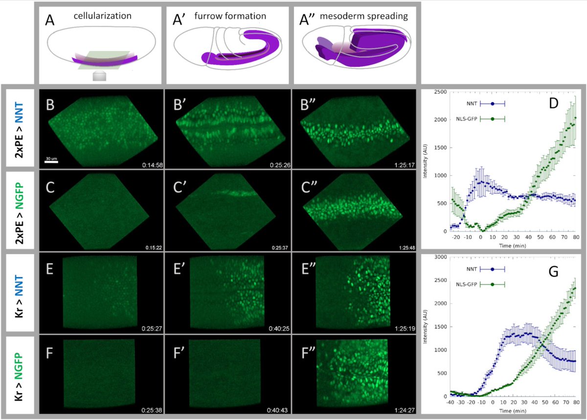 Development (@dev_journal) on Twitter photo Special Issue: Imaging Development, Stem Cells and Regeneration
NaNuTrap: a technique for in vivo cell nucleus labelling using nanobodies
Zsuzsa Ákos, Leslie Dunipace, <a href="/Angela_Stathop/">Angelike Stathopoulos</a> <a href="/stathlab/">Stathopoulos Lab</a>
journals.biologists.com/dev/article/14…
#OpenAccess #ReadAndPublish Special Issue: Imaging Development, Stem Cells and Regeneration
NaNuTrap: a technique for in vivo cell nucleus labelling using nanobodies
Zsuzsa Ákos, Leslie Dunipace, <a href="/Angela_Stathop/">Angelike Stathopoulos</a> <a href="/stathlab/">Stathopoulos Lab</a>
journals.biologists.com/dev/article/14…
#OpenAccess #ReadAndPublish
