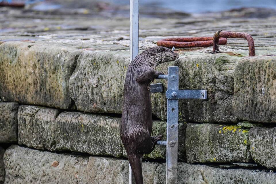 gazb159's tweet photo. Nothing to see here....just an Otter climbing a ladder, #Shetland @LerwickHarbour @WildlifeMag @WonderWildlife_ #twitterwildlifecommunity #otter https://t.co/dmx6Kur8XX