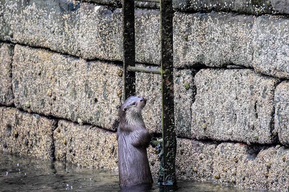 gazb159's tweet photo. Nothing to see here....just an Otter climbing a ladder, #Shetland @LerwickHarbour @WildlifeMag @WonderWildlife_ #twitterwildlifecommunity #otter https://t.co/dmx6Kur8XX