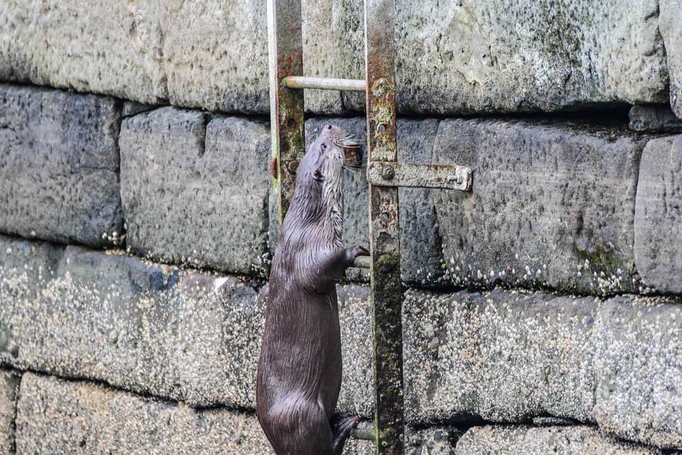 gazb159's tweet photo. Nothing to see here....just an Otter climbing a ladder, #Shetland @LerwickHarbour @WildlifeMag @WonderWildlife_ #twitterwildlifecommunity #otter https://t.co/dmx6Kur8XX