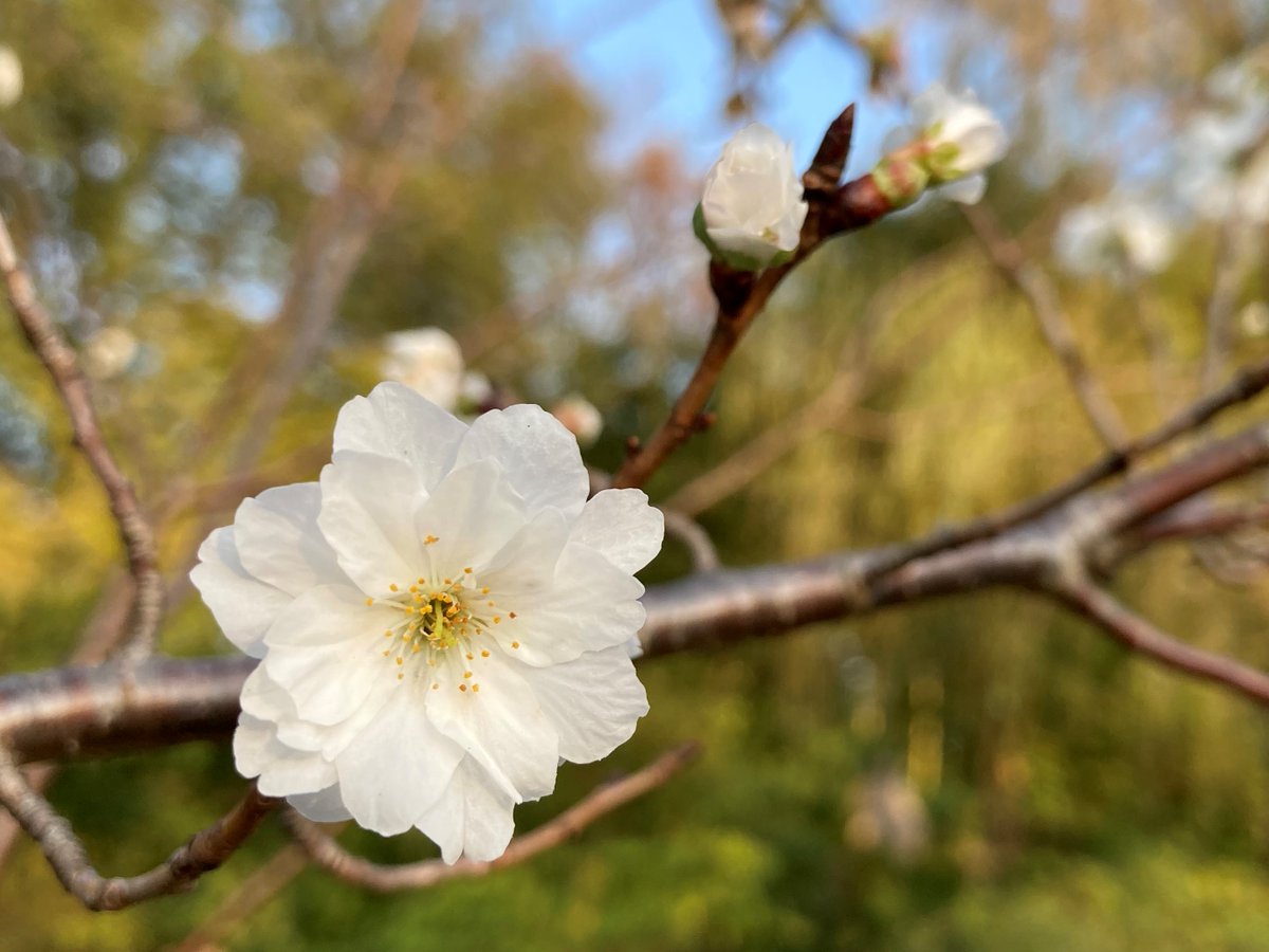 向島百花園 Mukoujimagarden Twitter 向島百花園 Mukoujimagarden Twitter