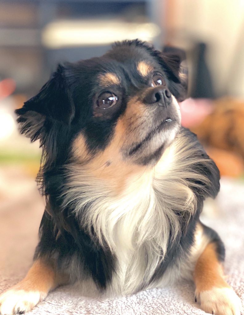 サマーカットチワワ