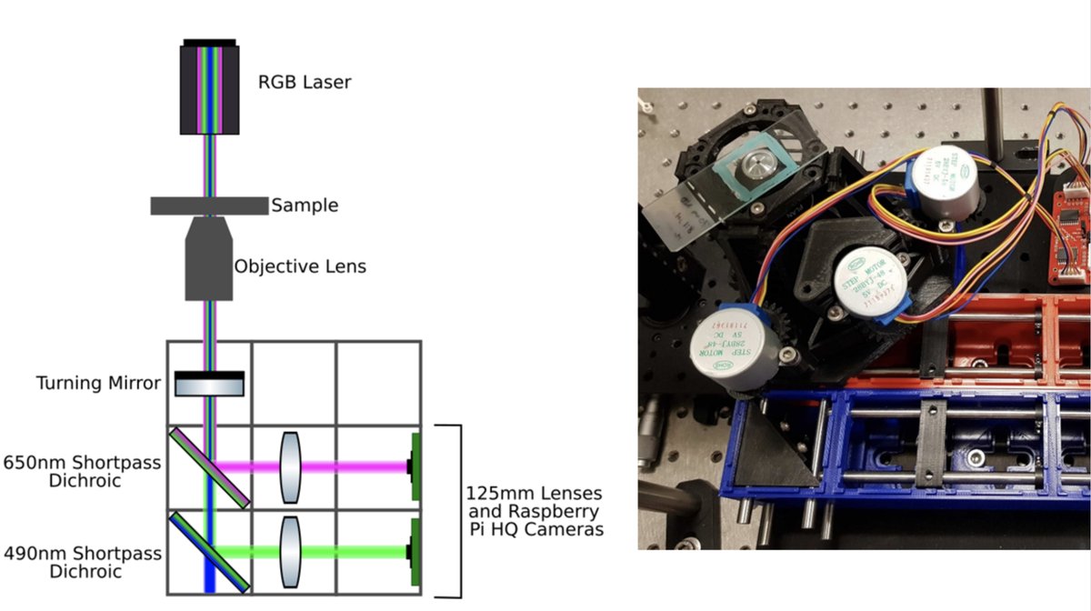 Jim Haseloff (@jimhaseloff) on Twitter photo DIY dual channel fluorescence microscope: Github site with assembly details from <a href="/_Gemmaaaa_/">Gemma Cairns</a> <a href="/DrBrianPatton/">Brian Patton</a>
(github.com/NanoBioPhotoni…) DIY dual channel fluorescence microscope: Github site with assembly details from <a href="/_Gemmaaaa_/">Gemma Cairns</a> <a href="/DrBrianPatton/">Brian Patton</a>
(github.com/NanoBioPhotoni…)