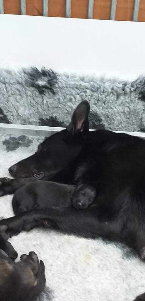 K9_Core's tweet photo. Everybody needs a puppy for a pillow ๐ #Hundenkraft 'W' litter
#pup2pd https://t.co/xVSumMpCVg