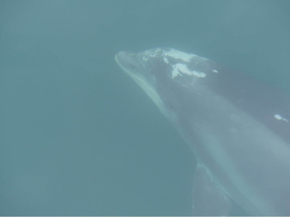 HazeloftheShire's tweet photo. I’ve been lucky enough to have many fantastic encounters with dolphins and whales, but this is the first time I’ve truly experienced that feeling of one of these incredible animals looking intently at me as I looked down at him/her. I will cherish that moment forever 🐬 (6/6) https://t.co/zNJj3CzPWv