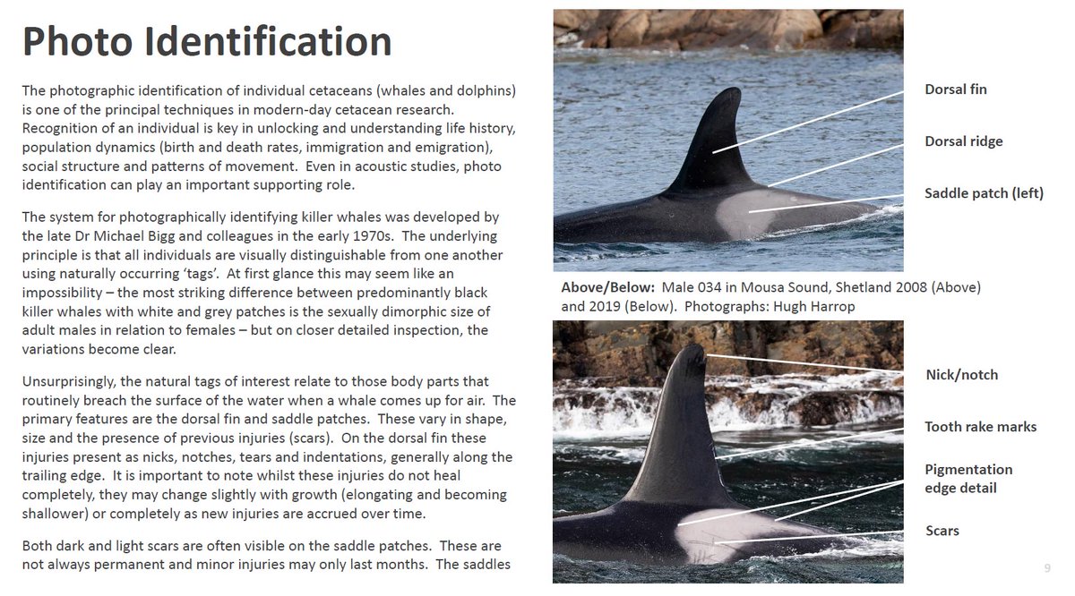HughHarrop's tweet photo. Scottish Killer Whale Photo Identification catalogue 2021 - available for download at https://t.co/19KVIgRZgo. Also includes a Code of Conduct for both land-based and boat-based cetacean watching which has kindly been provided by @nature_scot #Orca #CitizenScience #EcoPreds https://t.co/slJ6EEkiUL