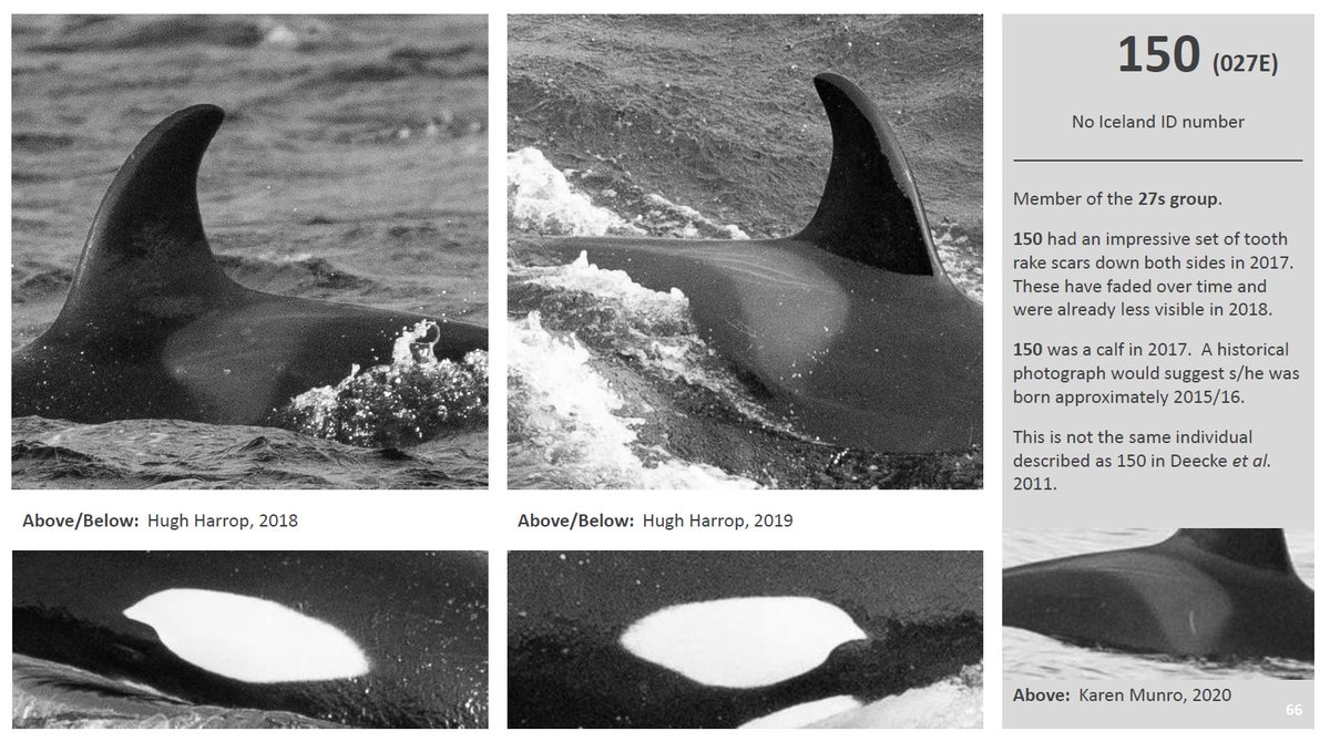 HughHarrop's tweet photo. Scottish Killer Whale Photo Identification catalogue 2021 - available for download at https://t.co/19KVIgRZgo. Also includes a Code of Conduct for both land-based and boat-based cetacean watching which has kindly been provided by @nature_scot #Orca #CitizenScience #EcoPreds https://t.co/slJ6EEkiUL