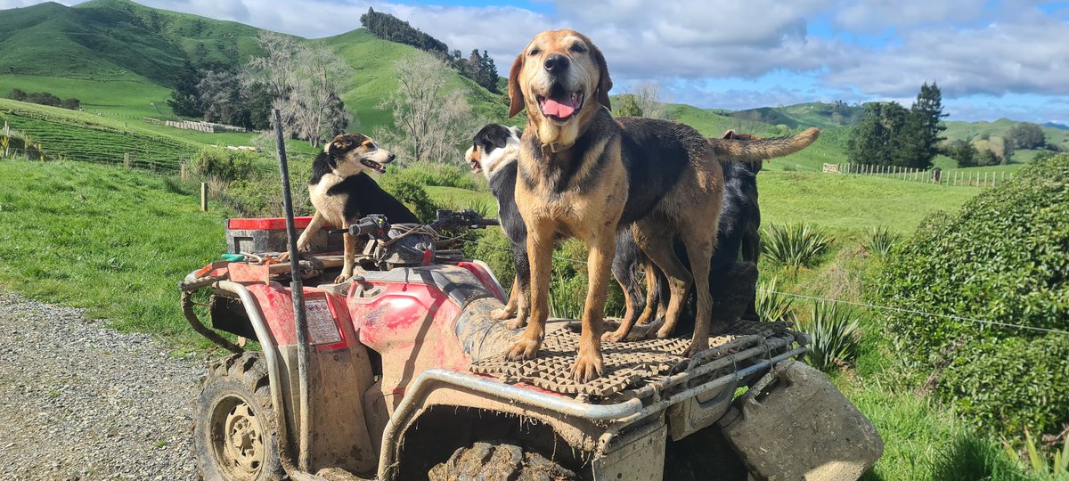Few more docking pics. Magic couple of days this week, everyone loving the sunshine 🌞 
#familyfarmingnz