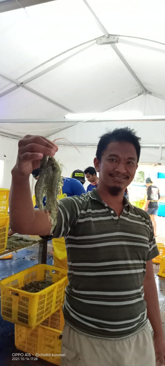 didi_sumedang's tweet photo. Jum,at (15/10) Didi,luhkan kab pandeglang,di klp barokah vaname ds panimbang jaya kec panimbang, panen parsial 2 udang vaname hasil 2.500 kg,luas 5.200 mtr 4 petak,size 52/kg harga 75.000/kg bln oktober.
#GiatLuhkanSatminkalbogor
#panen
#pdskp @puslatluhkp  @brsdm_kp https://t.co/TekFEEzC8i