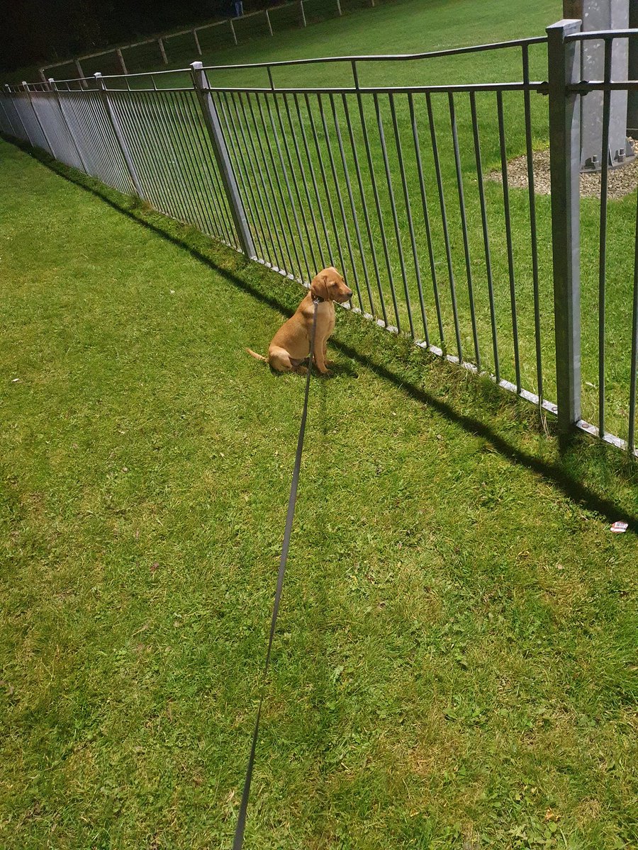 gg_egan's tweet photo. Scooby is thinking of pitching his new game idea to the GAA & RTE, its like GAA ..... .... .... .......... ..... .....but with DOGS π π #dogfootball #GAA #smartboy @BrodHiggins https://t.co/1bjSudQBkf