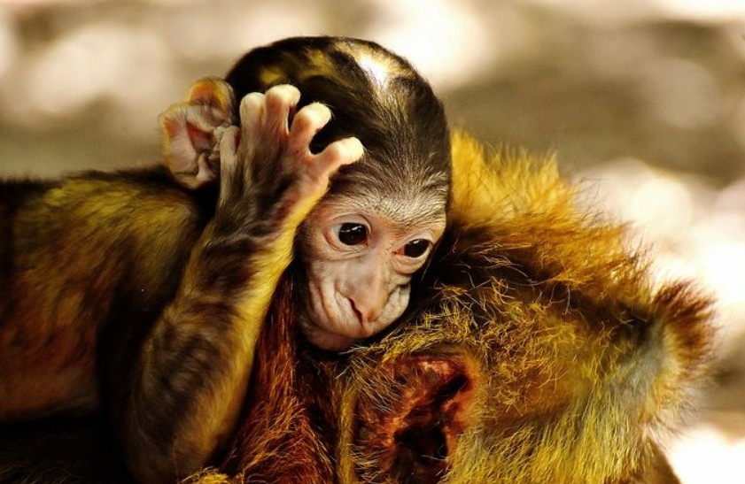 'Basic animal instinct' is a term I deplore. It denigrates animals by inferring that human instinct is somehow superior. It's not. We all seek food, safety, comfort and freedom. 'Basic animal instinct' alienates animals and is one of the most deprecating forms of speciesism.