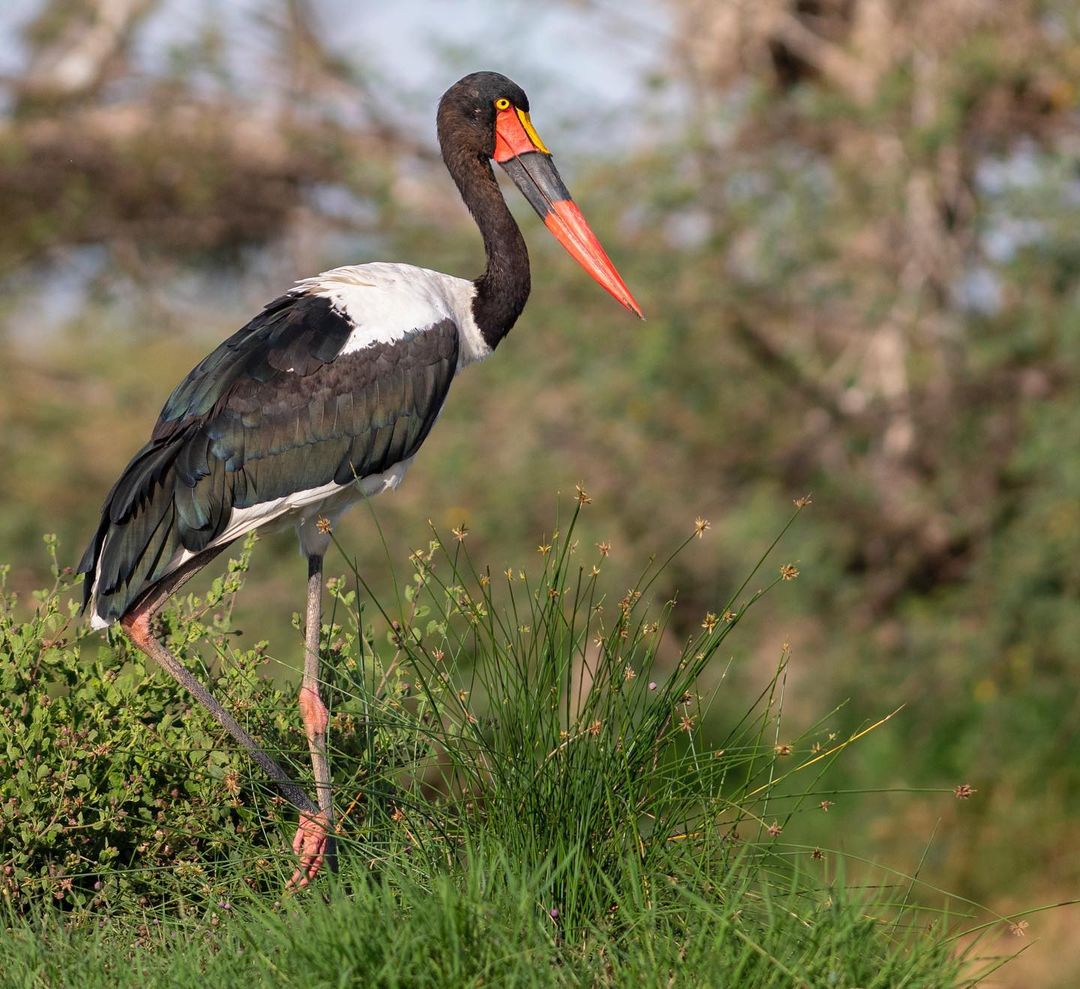 A wonderful end to a great safari in Serengeti, with a beautiful sunset from this famous endless plains of Serengeti. #sunset #serengeti #tanzania