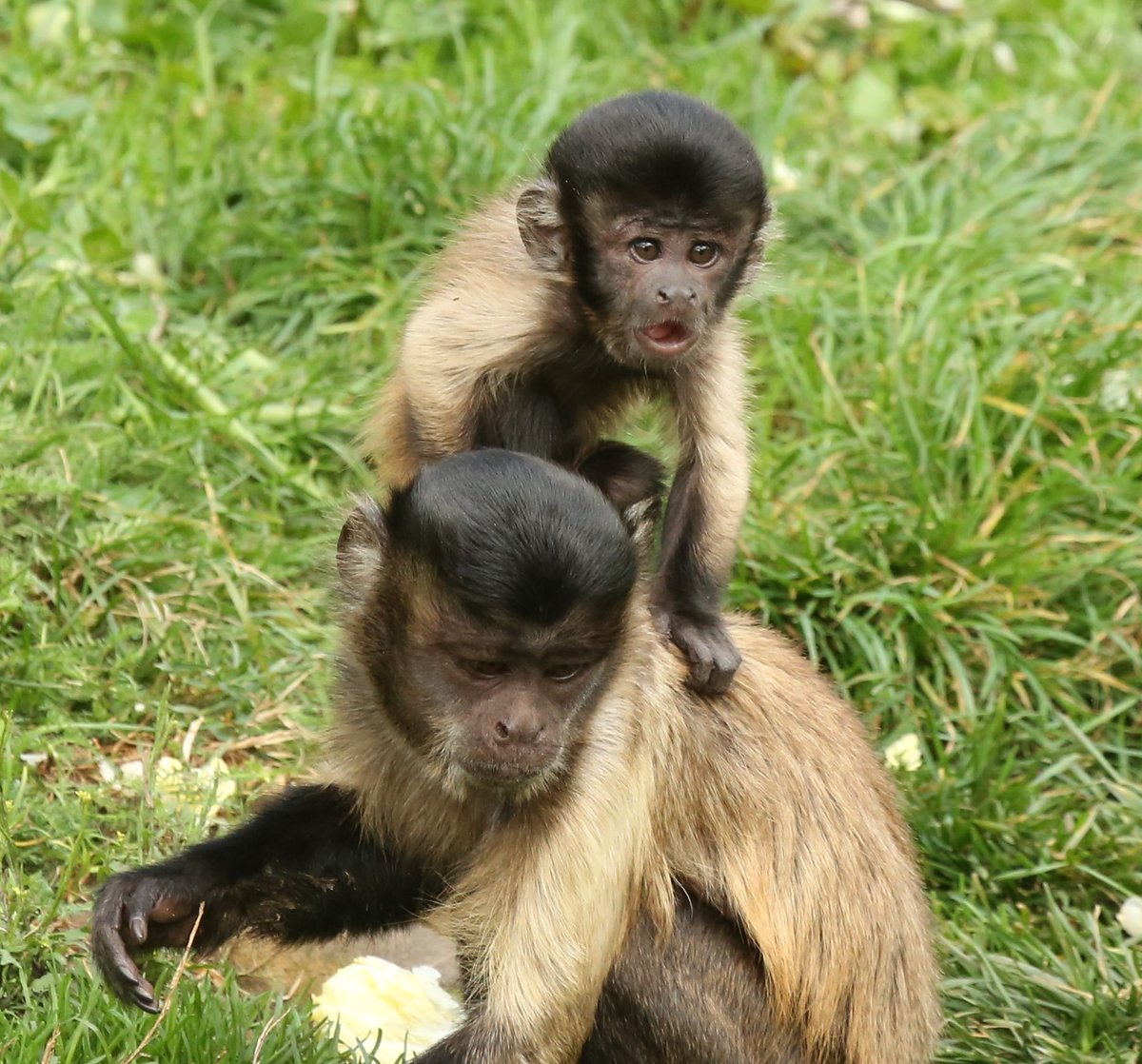 rzsslivinglinks's tweet photo. Little Coquito, one of our youngest brown capuchins @EdinburghZoo, is certainly curious about the world around him and is exploring what he can from the safety of mum Agnes's back! You can spot him in the East enclosure @rzsslivinglinks with the other 20 members of his group🐒🐵 https://t.co/ZDmgF7Ni9R