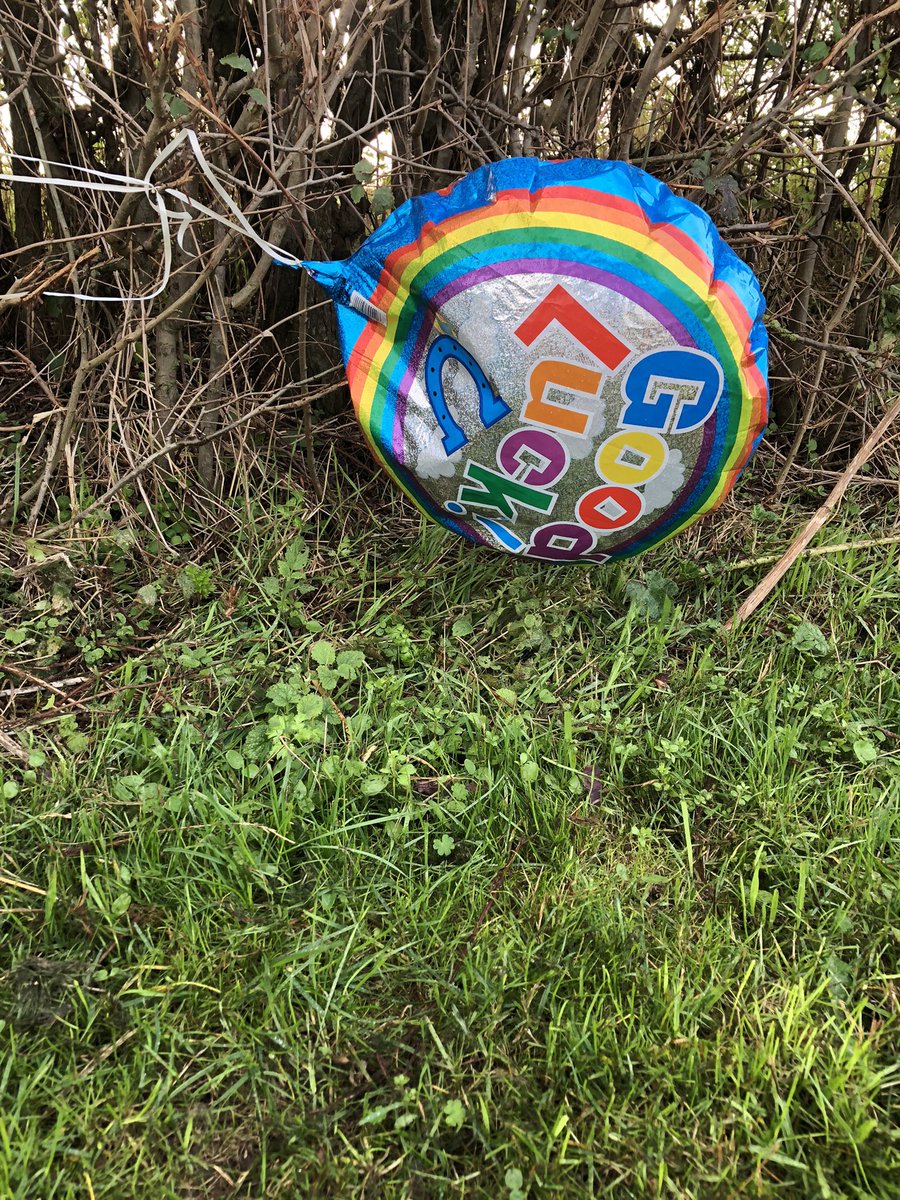 FluxSophie's tweet photo. When are balloons going to be banned? They bring no luck to wildlife! In the bin it goes to deteriorate slowly in landfill #bantheballoon #litter #plasticpollution #comms4cons https://t.co/fhI839MgiY