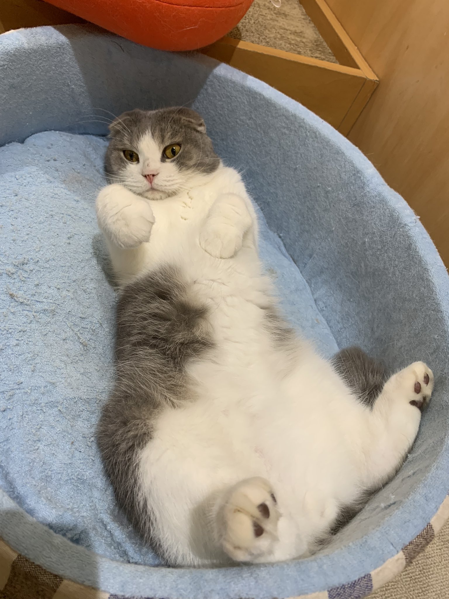 Twitter 上的 Moff Animal Cafe 高崎店 10 16 土 15 00 猫ちゃんのお誕生日会を開催 写真撮影 スタッフ特製の猫ちゃん用ケーキをあげられる大人気のイベントです 参加は無料 今月の主役 ゆきお スーちゃん オレンジ ぜひぜひご参加ください