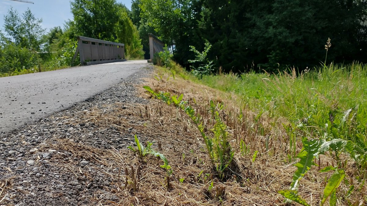 Froschkenig's tweet photo. Den Platz brauchten die Bienen auch dringend, da der natürliche Blühstreifen entlang des Weges zum Glück zur selben Zeit niedergemäht wurde.  #perwang #perwangkadahoam #perwangmeidahoam #landschaftspflege #blühstreifen https://t.co/SR0CIMd8me