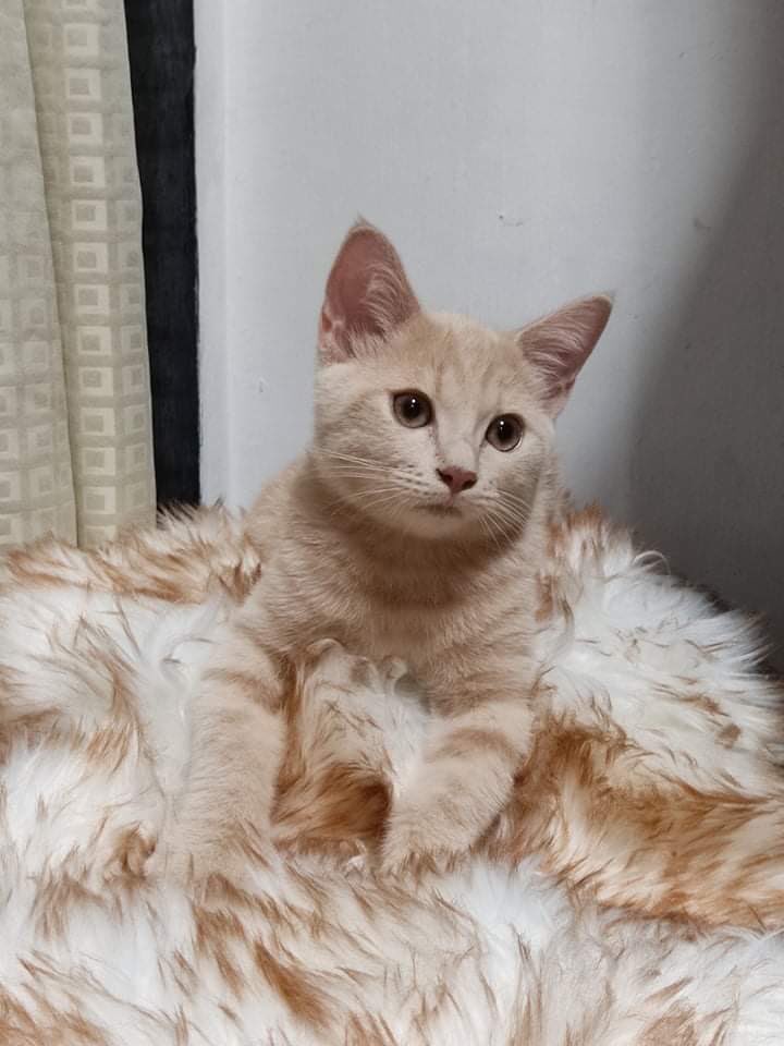 CharlesKlette's tweet photo. Nakakalungkot na wala na silang 5. Maging happy sana kayo sa bagong niyo mga Furparents ❤️ https://t.co/7eRpMDC5qG