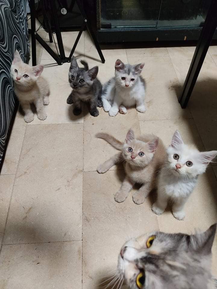 CharlesKlette's tweet photo. Nakakalungkot na wala na silang 5. Maging happy sana kayo sa bagong niyo mga Furparents ❤️ https://t.co/7eRpMDC5qG
