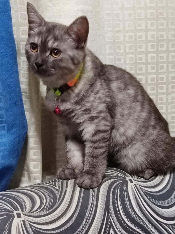 CharlesKlette's tweet photo. Nakakalungkot na wala na silang 5. Maging happy sana kayo sa bagong niyo mga Furparents ❤️ https://t.co/7eRpMDC5qG