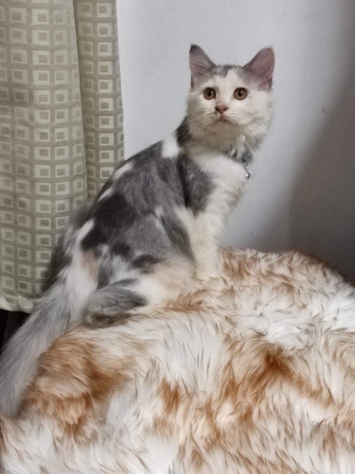 CharlesKlette's tweet photo. Nakakalungkot na wala na silang 5. Maging happy sana kayo sa bagong niyo mga Furparents ❤️ https://t.co/7eRpMDC5qG