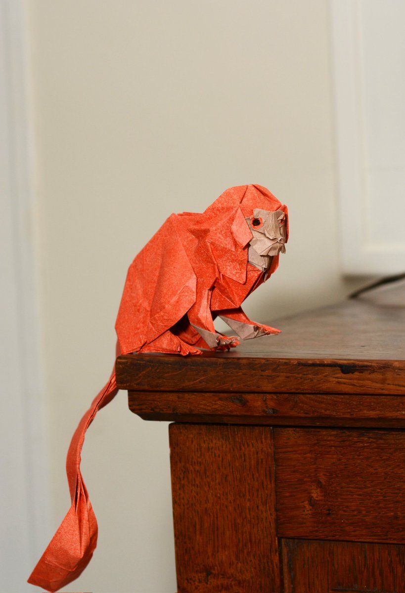 Golden Lion tamarin de Yoo Tae Yong