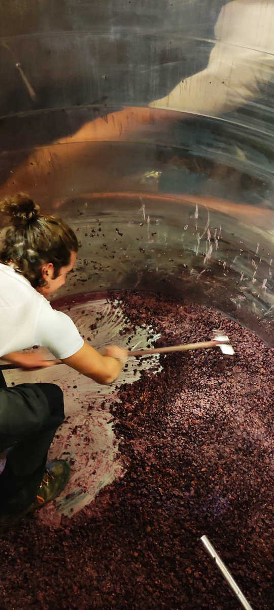 HerveKerlann's tweet photo. Devatting in progress with our winemaking intern Rocco.
#Bourgogne #Burgundy #redwine #viticulture #winemaking #vinrouge #decuvage #devatting #vinification #winelife https://t.co/Xv1qro1uz5