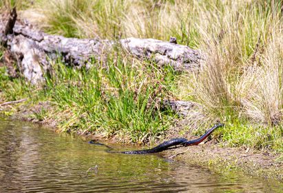 Tidbinbilla Nature Reserve is teeming with life!  Jeet Singh Harvey has shared a few photos of some of the wildlife he encountered on a recent visit.  What have you seen?

#turtle #snakes #SWAN #Canberra #naturereserves