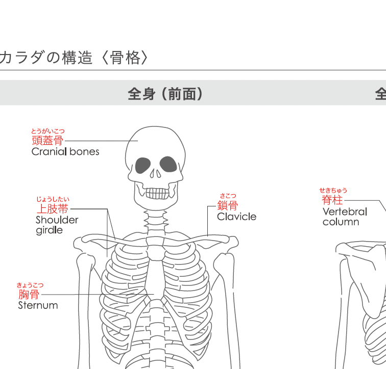 YOGA_TECHO's tweet photo. 立ち読みヨガ手帳2022【カラダの構造<骨格>】
主要な骨の名前が学べます。
別売りの赤い暗記シートをかぶせるとお勉強モードに。

#ヨガ手帳
#ヨガ手帳2022
#ヨガ
#手帳
#ヨガ解剖学 https://t.co/kYaVHNuqVP