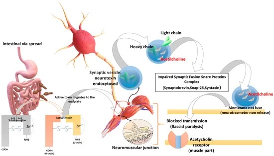 📢Read our recent publication

#Botulinum #Neurotoxins (BoNTs) and Their Biological, Pharmacological, and Toxicological Issues: A Scoping Review
mdpi.com/2076-3417/11/1…

#botulinumtoxins #BoNTs #Clostridia #Cbotulinum #foodpoisoning #antidotes #toxicology #foodintoxications