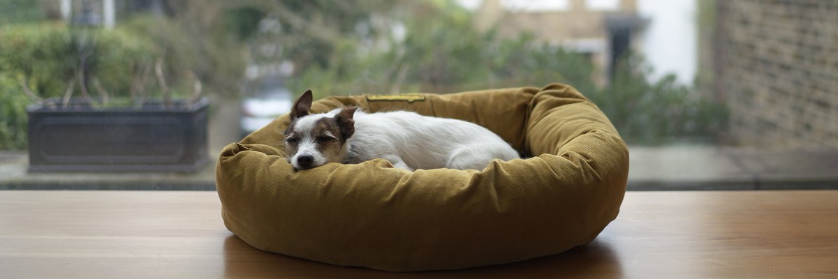 Battersea_PA's tweet photo. Pet owners are often not able to keep their beloved dog or cat due to moving to a rental property which doesn't allow pets.

Housing is the 2nd most common reason why dogs are given to @Battersea_. 

Please share your stories of renting with pets: https://t.co/YvypC7CB4k https://t.co/NUcHh1jnpr