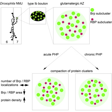phi_max's tweet photo. How does presynaptic AZ nanotopology change in homeostatic plasticity? Achmed Mrestani combined #dSTORM and #HDBSCAN in #drosophila NMJs to find out: https://t.co/tEF0lT2NKt - happy to contribute to this collaboration of the Heckmann and Sirรฉn labs, @labsauer, @Kittellab & @CCTB https://t.co/XZA8Rado18
