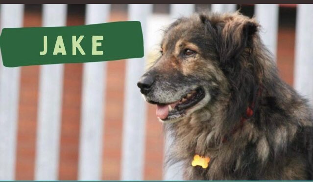 karen73984451's tweet photo. #FridayFeeling #beeyootiful boy on the lookout for a fabulous forever home π‘ plz RT #Jake #TeamZay #itsallaboutthedogs #dogsoftwitter @OakwoodRescue https://t.co/tOXGN3K7AA