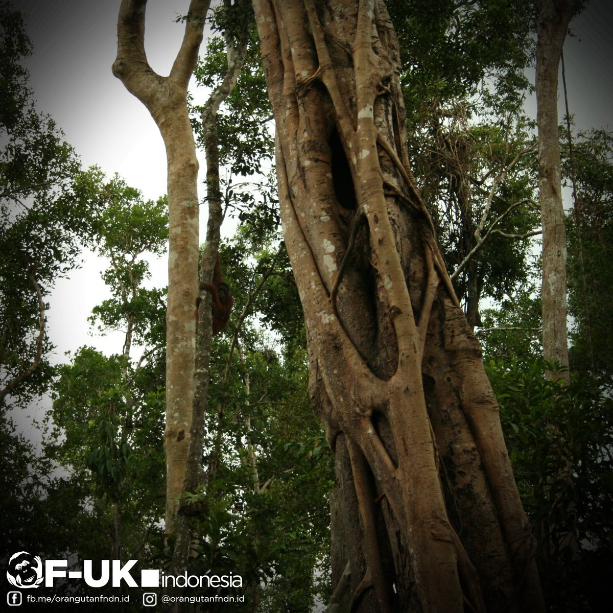 OF_UKIndonesia's tweet photo. Menanam pohon merupakan kegiatan sederhana, namun bermakna besar bagi kehidupan kita. Apa saja sih fungsi pohon bagi kehiduan manusia #temankOU? https://t.co/AWbFTk2iGU
