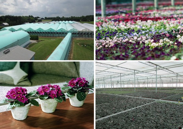 CAN: “Nanobubble technology reduces violet crop growth cycle by a week” <a href="/moleaer/">Moleaer</a>
floraldaily.com/article/936457…