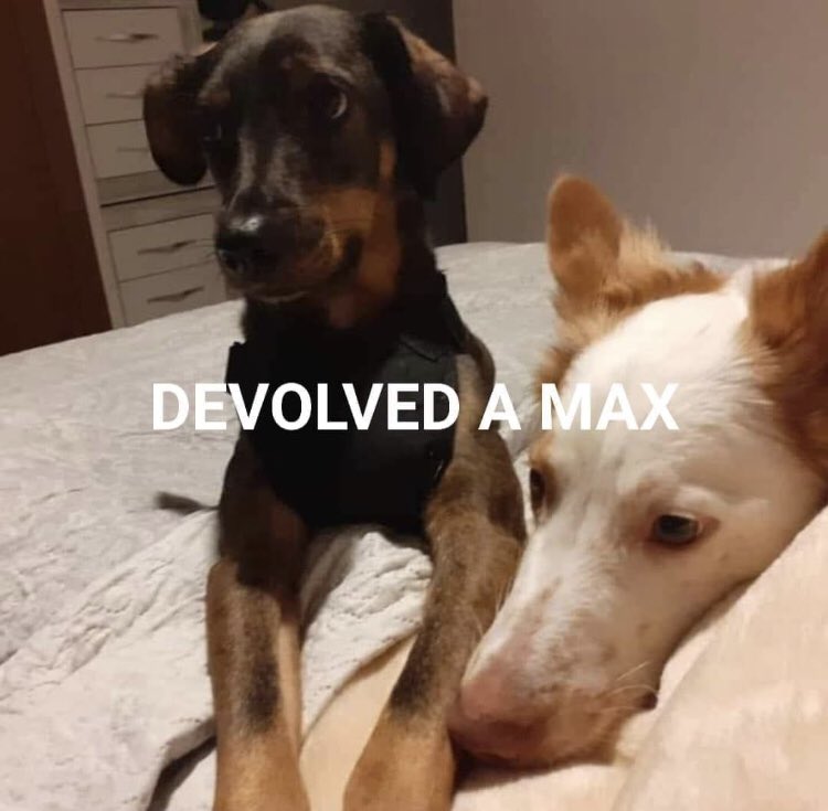 DEVOLVEDAMAX tweet media