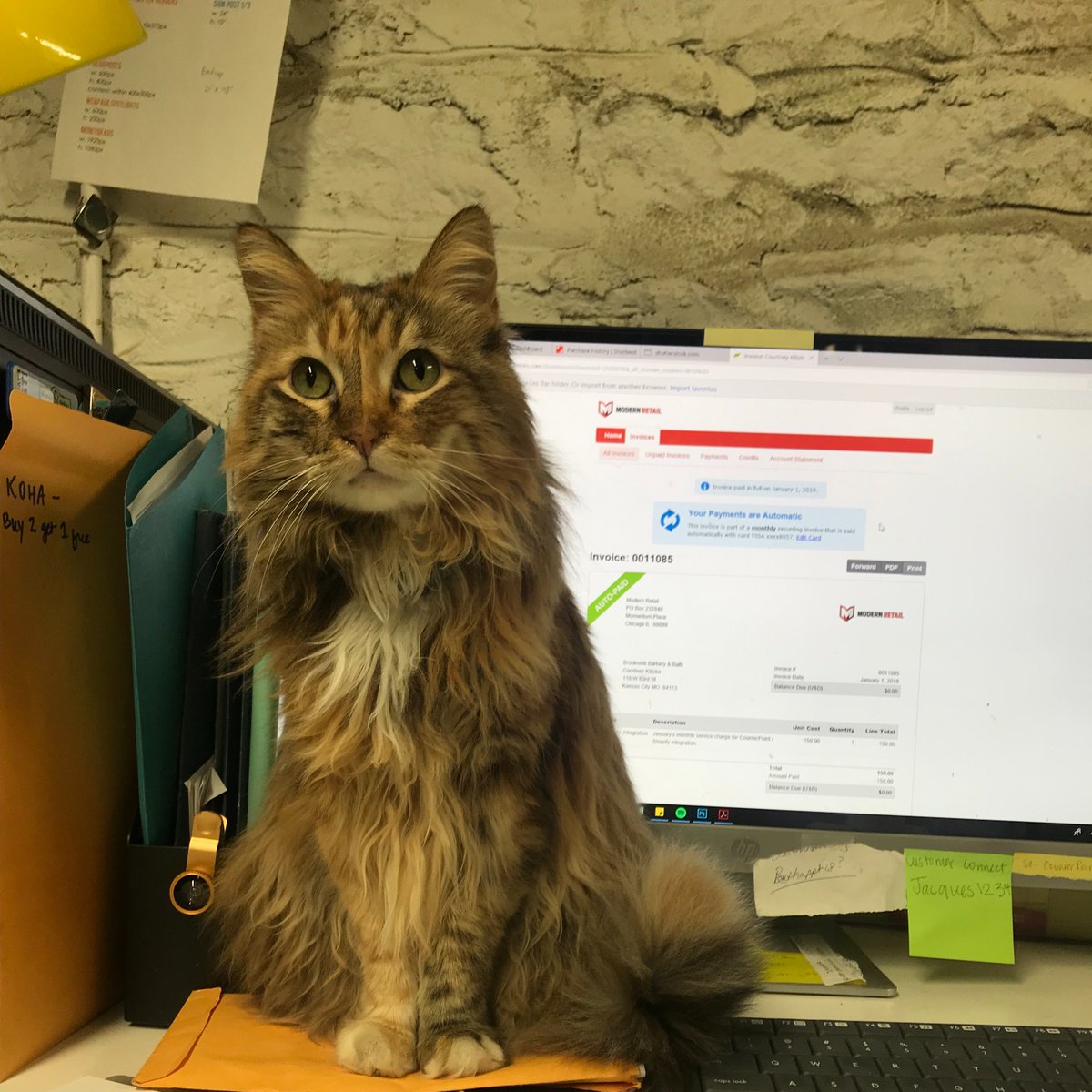 KC's Snarkiest Cat (@SnarkyStoreCat) / Posts / X