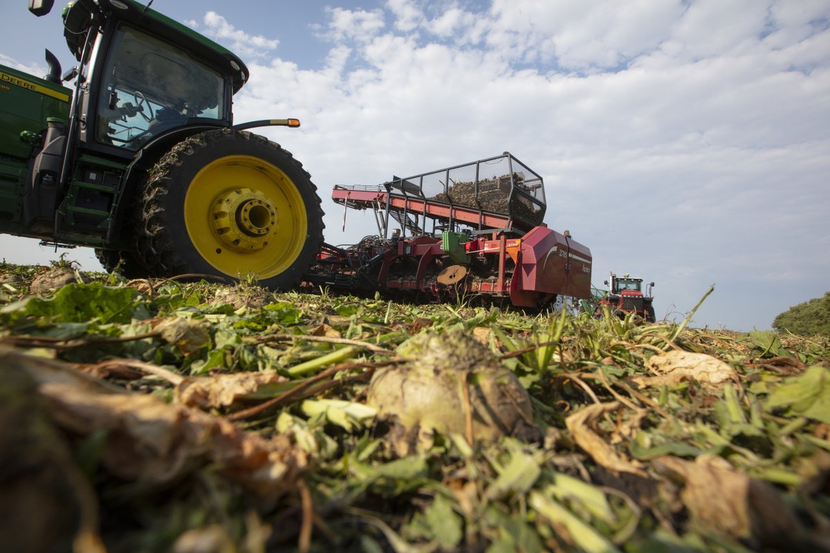 CrystalSugarCo's tweet image. It&apos;s been a spotty start to this year&apos;s harvest but conditions are looking up. Wishing all our growers a safe, successful season!

Let&apos;s see how your harvest is going – share photos below! #Harvest2021 #Sugarbeets