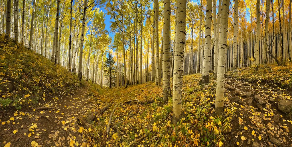 Allophile's tweet photo. Happy Friday! Happy Autumn Trailsβ¦
#leafometer @DiscoverFlg
#getintotheoutthere @ThePhotoHour
@apple #shotoniPhone13pro
https://t.co/zqSy0BFiw6 https://t.co/Zg7I1piodn