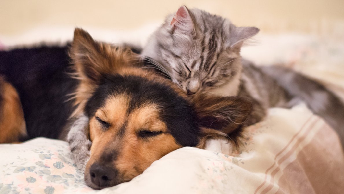 Monster Pet Supplies tweet media