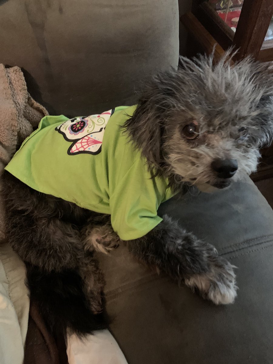 sokamoto's tweet photo. I dressed Pookie Belle in one of the Halloween shirts my friend V.J. Roberts gave her as a gift. I think she likes it. Thank you, V.J.! https://t.co/HT8i7rWgNi