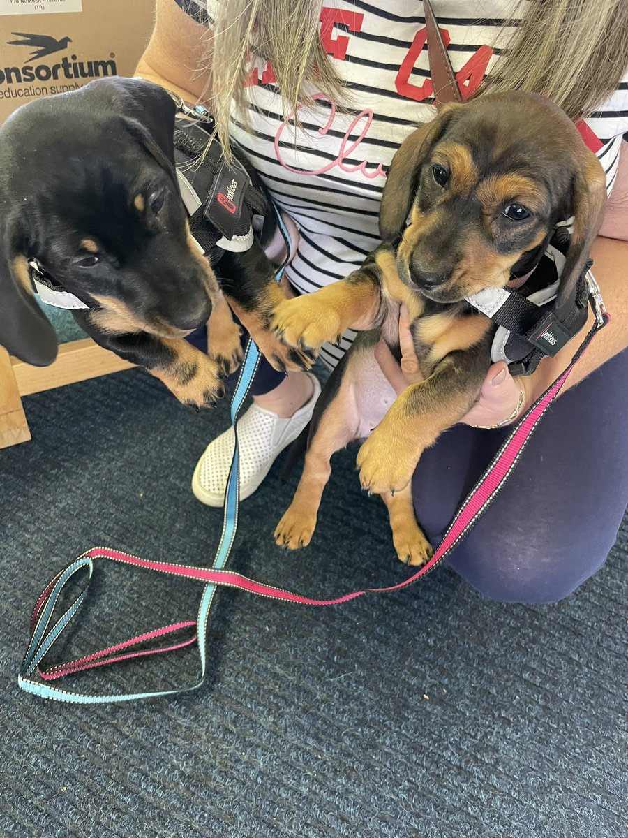 edward_primary's tweet photo. We had puppy visitors today - Ottis and Ella. #puppylove #beyondcute https://t.co/6W23XNYWnA