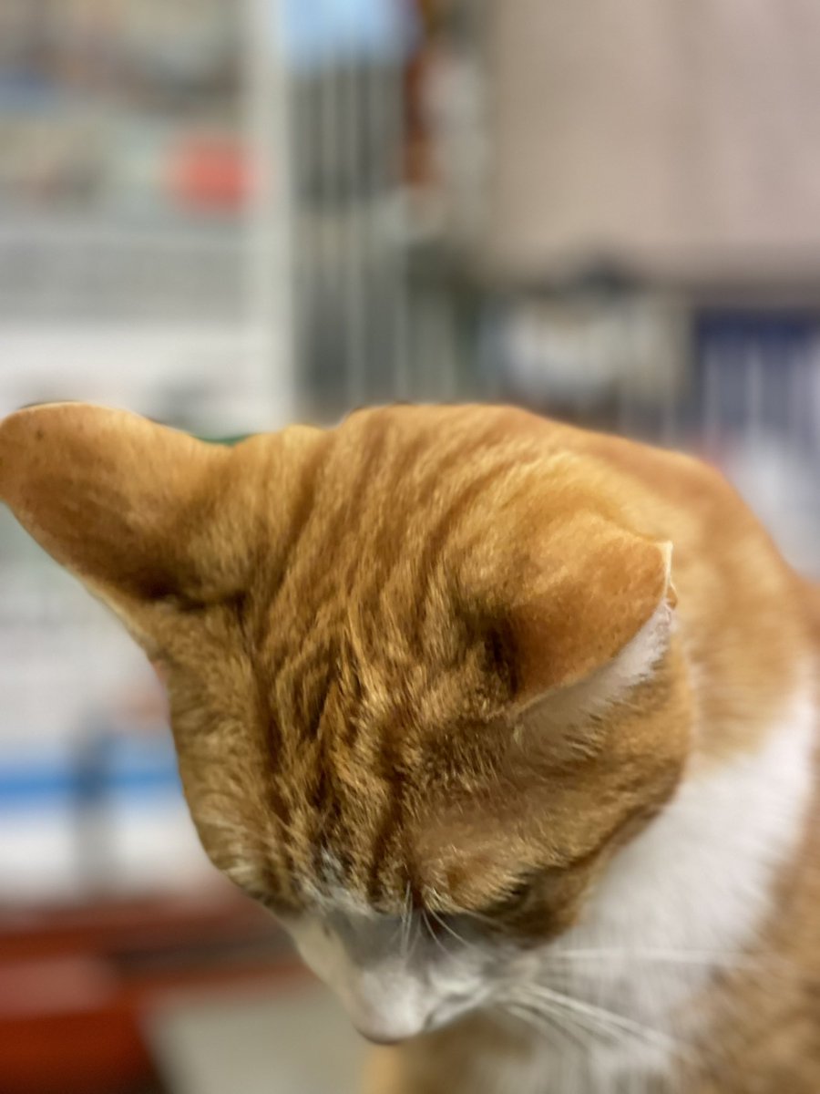 Sasha Mutedcolors Twitter