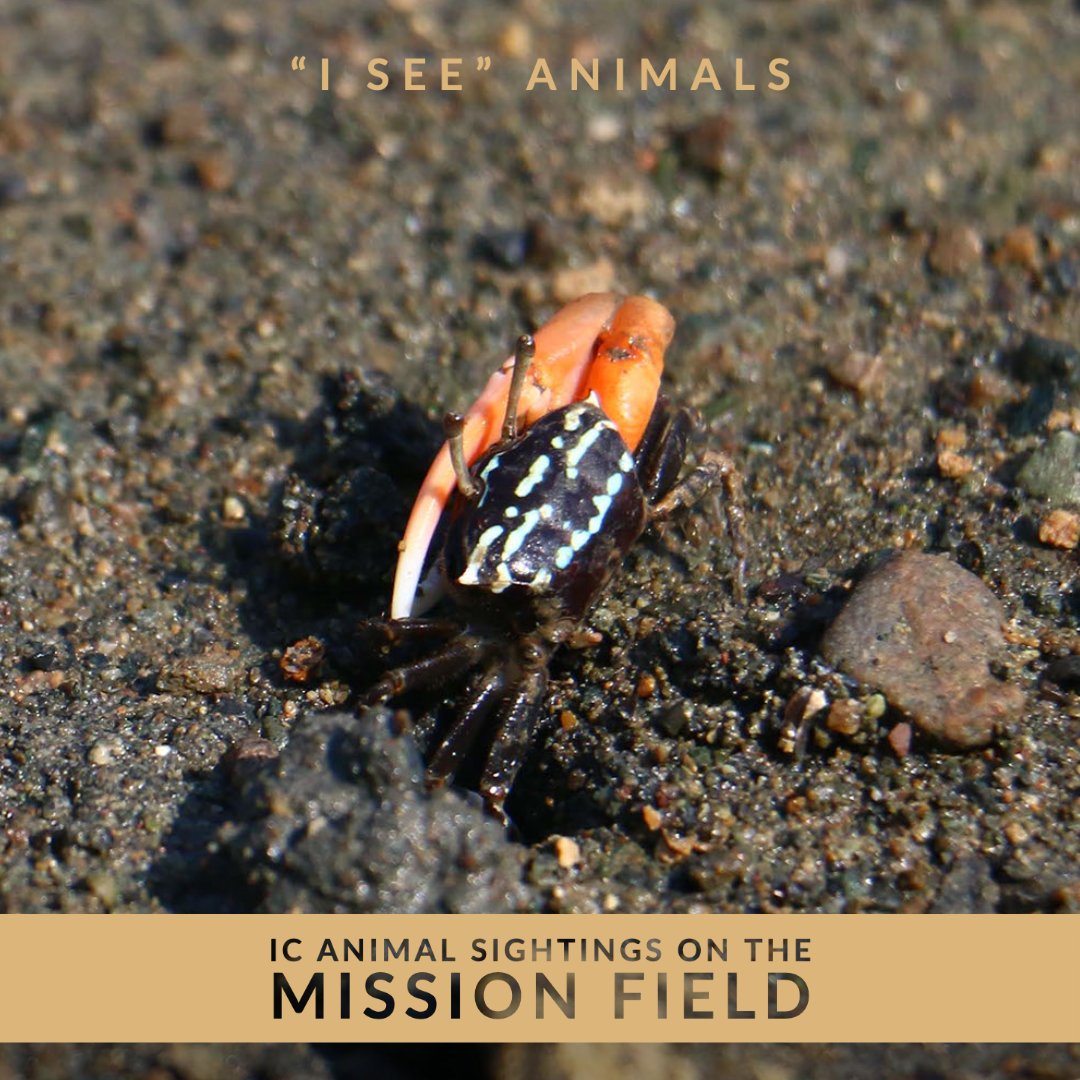 IntlCommission's tweet image. 🇵🇭  Is this fiddler crab cute or creepy? This photo is life-sized if you're viewing it on your phone!
When tide goes out, thousands of these little guys emerge to scurry all over the mangrove marshes of Talisay in the Philippines. 

#ICanimals #IseeAnimals #fiddlercrab