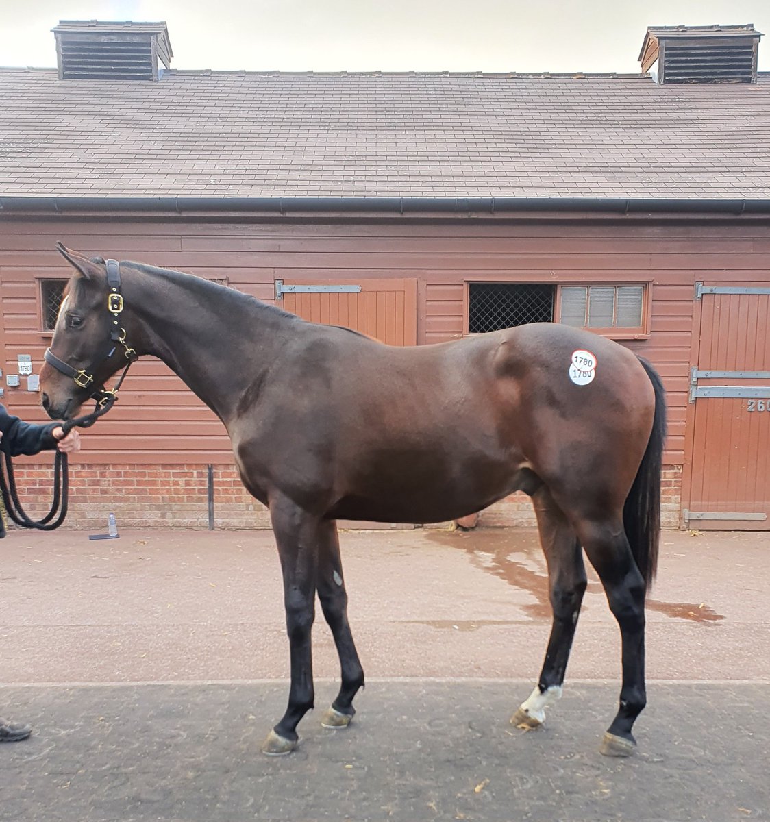 meg_nicholls97's tweet photo. Final day of @Tattersalls1766 Book 3 was successful with 3 yearlings purchased for @HydeStud. Havana Grey, Expert Eye and Time Test. #breezeups #findingwinners https://t.co/CgiYeE6Joz