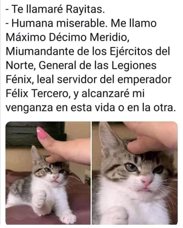 AleB1808's tweet photo. Para los amantes de los gatos 😂😂🤭 https://t.co/4SQjes0ioX